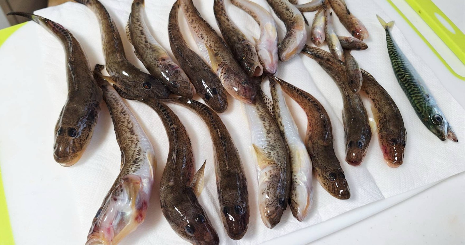 ハゼや豆サバなど夜釣りで釣った魚が並んでいる